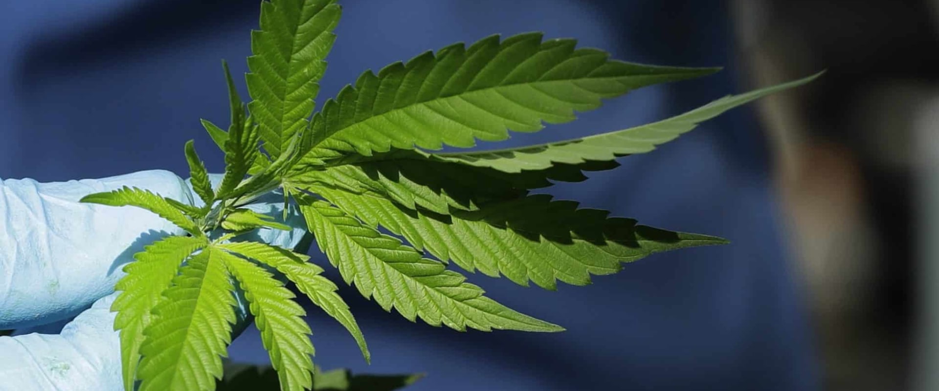 Exploring International Laws on Cannabis