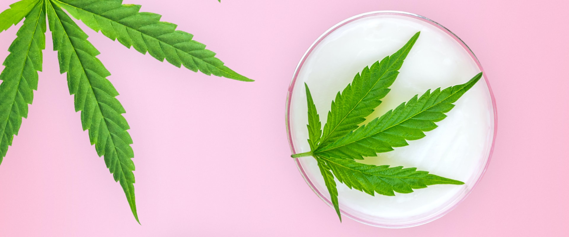 Marijuana Topicals for Pain Relief: All You Need to Know