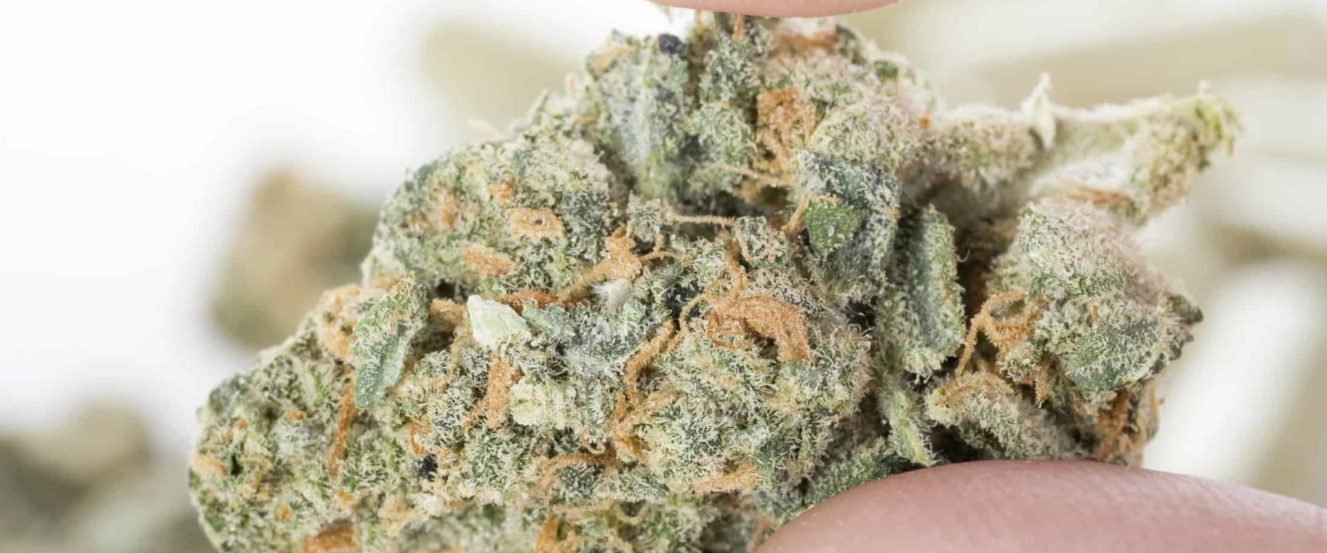 Medical Marijuana Strains for Pain Relief