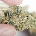 Medical Marijuana Strains for Pain Relief