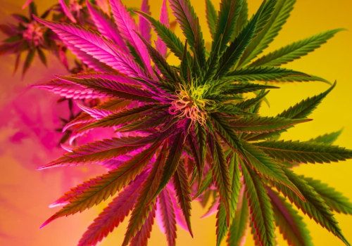 Cannabis for Neuropathic Pain: A Comprehensive Look